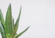 pexels-photo-2239673-2239673.jpg